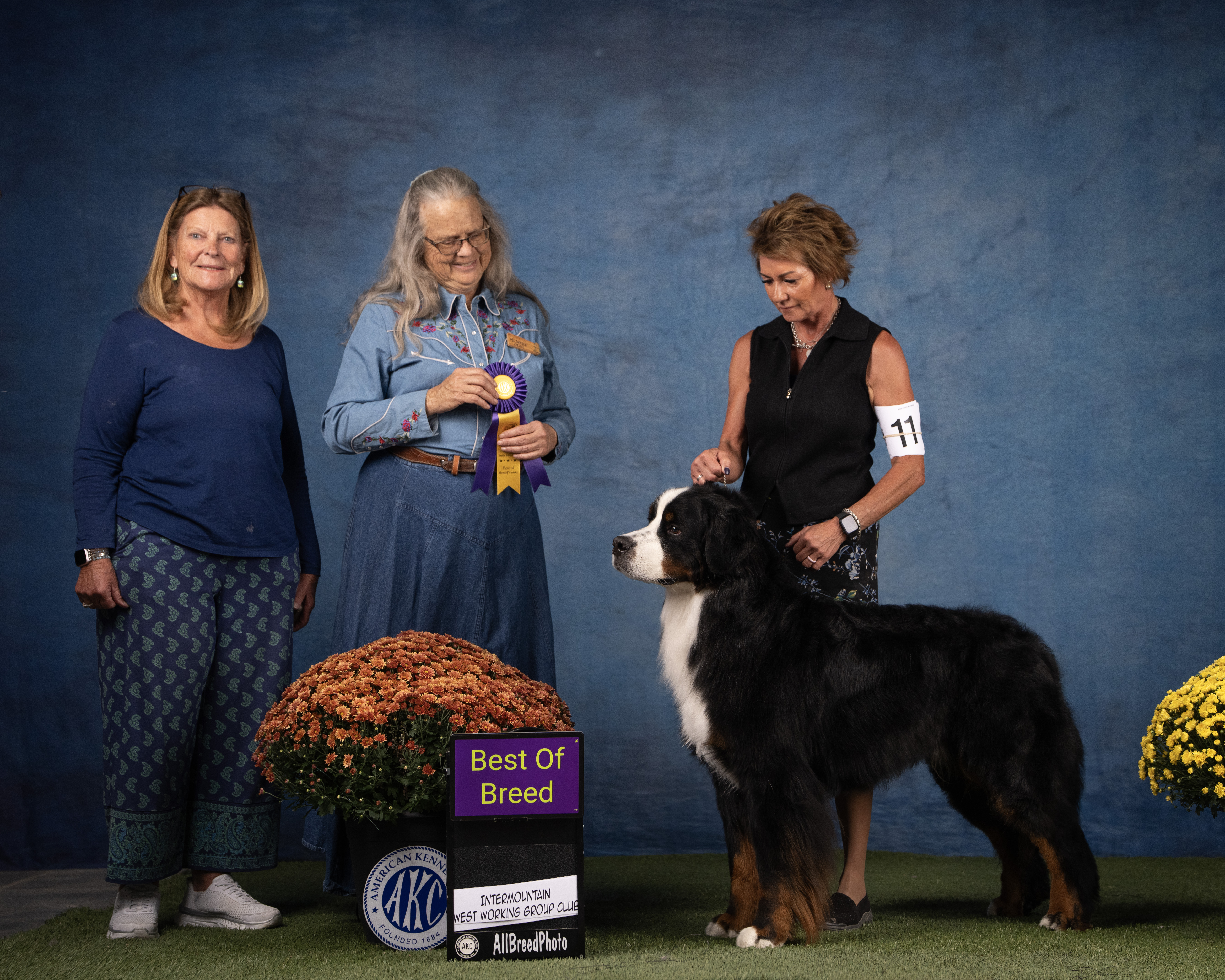 Everest Bernese Mountain Dog Utah